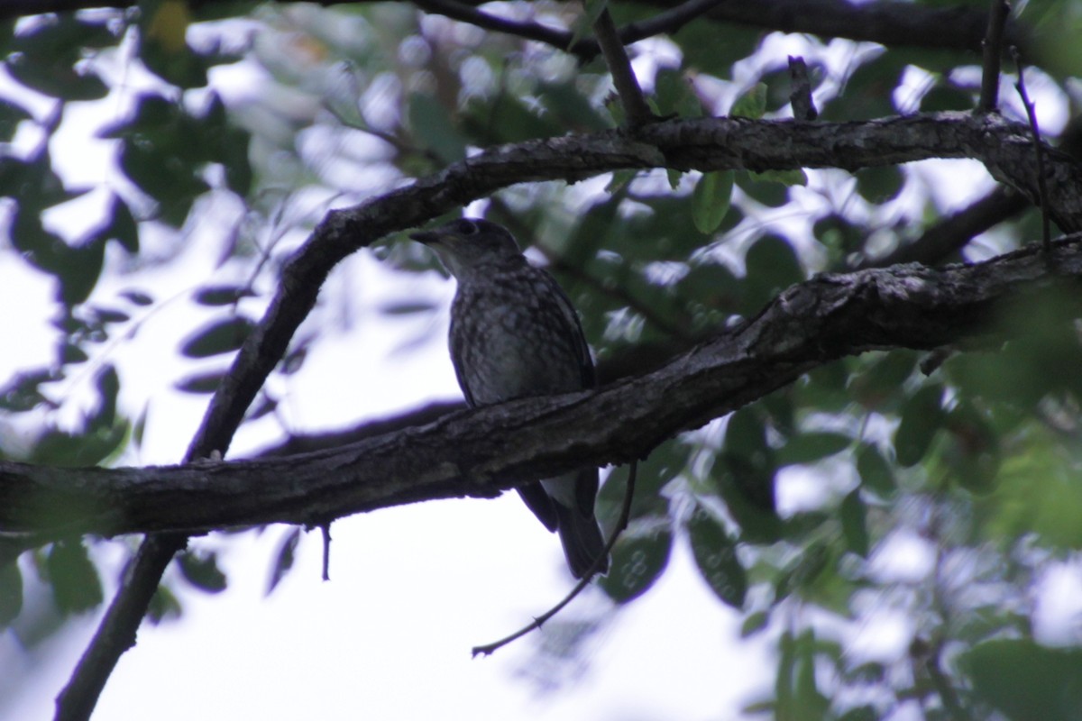 Eastern Bluebird - ML167182041