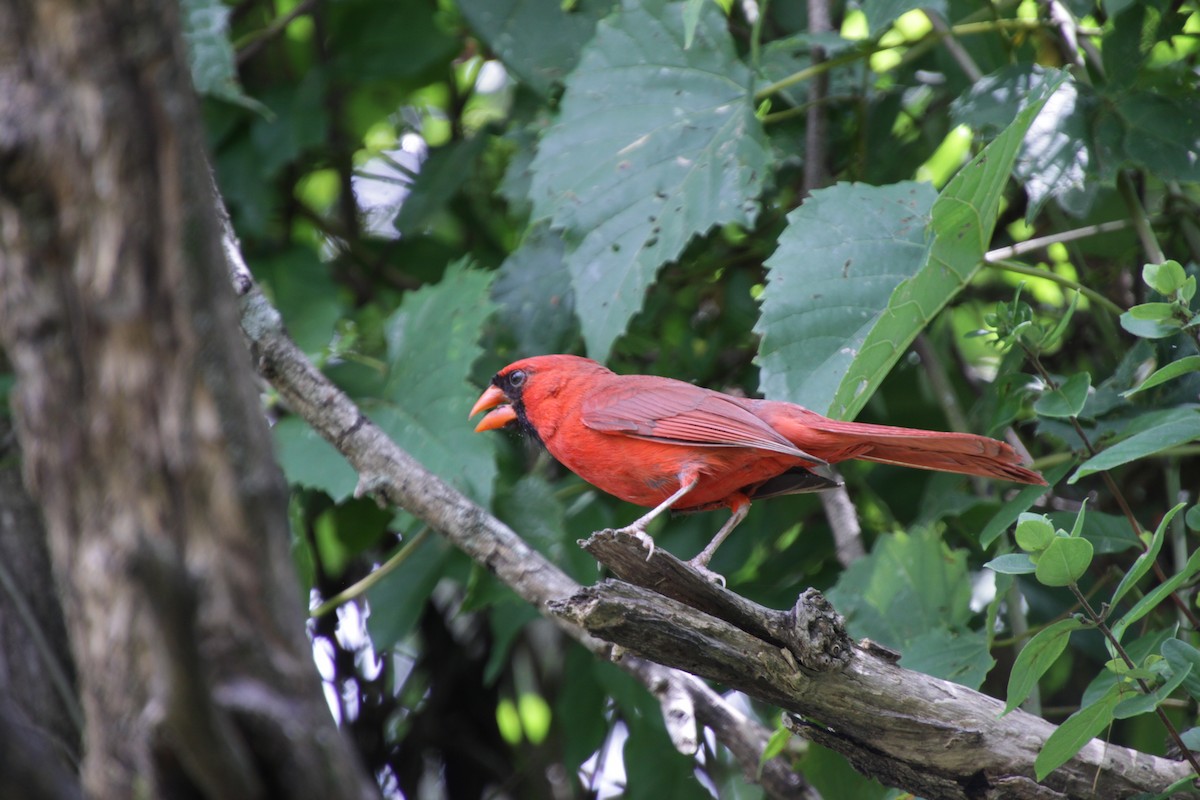 Northern Cardinal - ML167182331