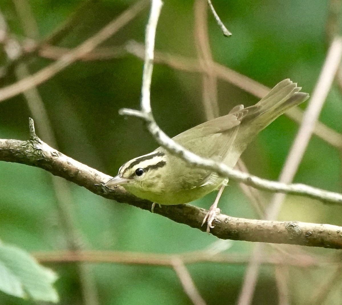 Worm-eating Warbler - ML167183291