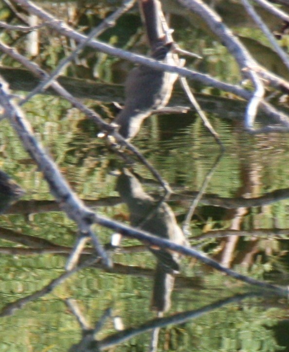 Dusky Flycatcher - ML167183431