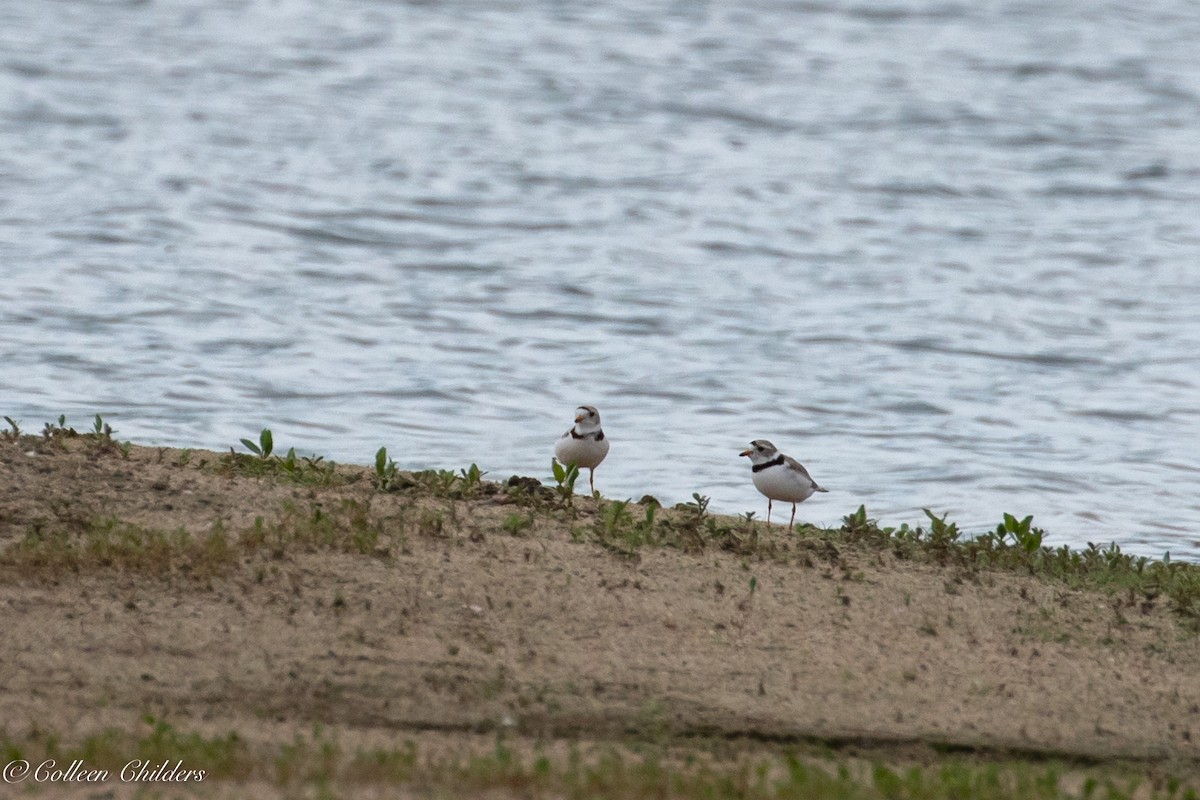 Piping Plover - ML167183491