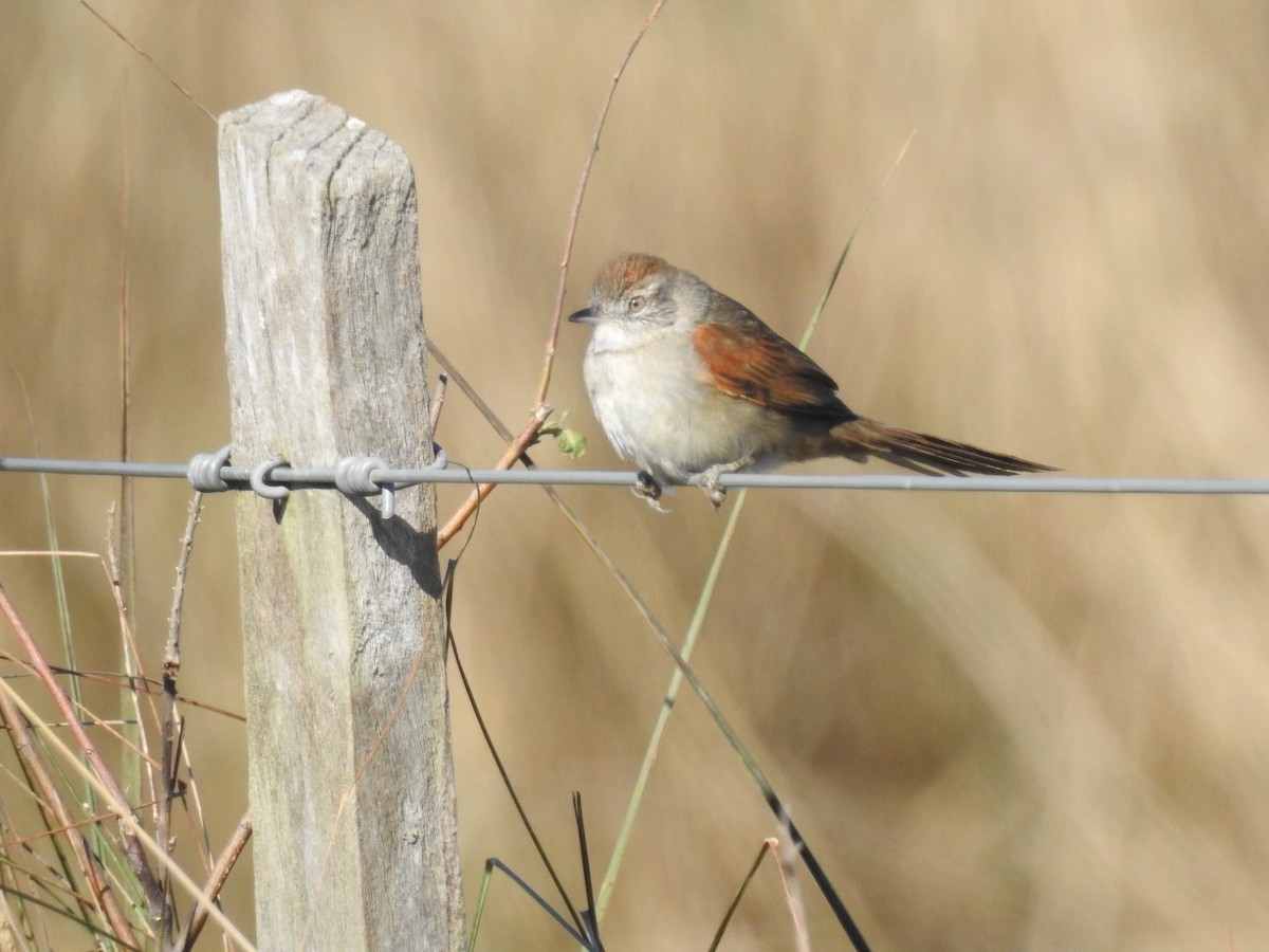 Pale-breasted Spinetail - ML167183501