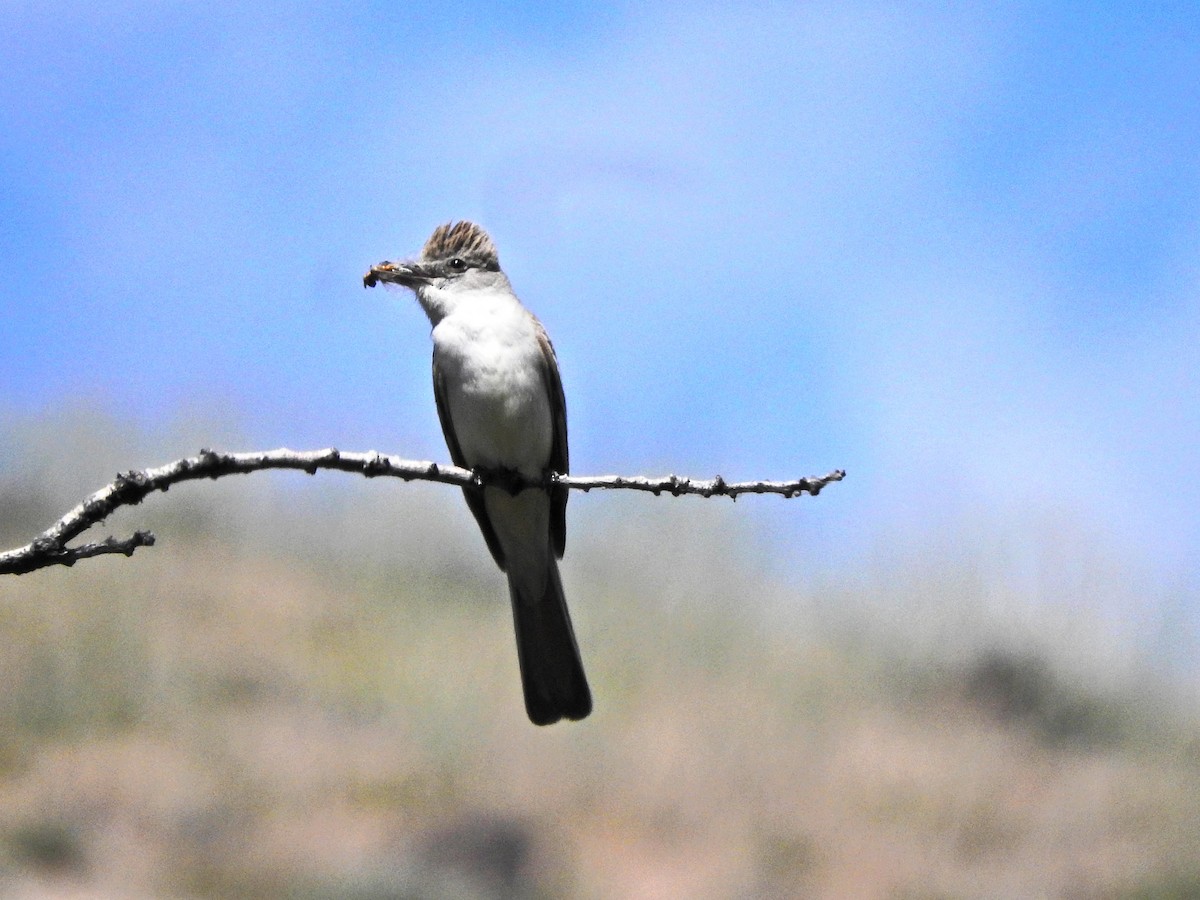 Ash-throated Flycatcher - ML167183561