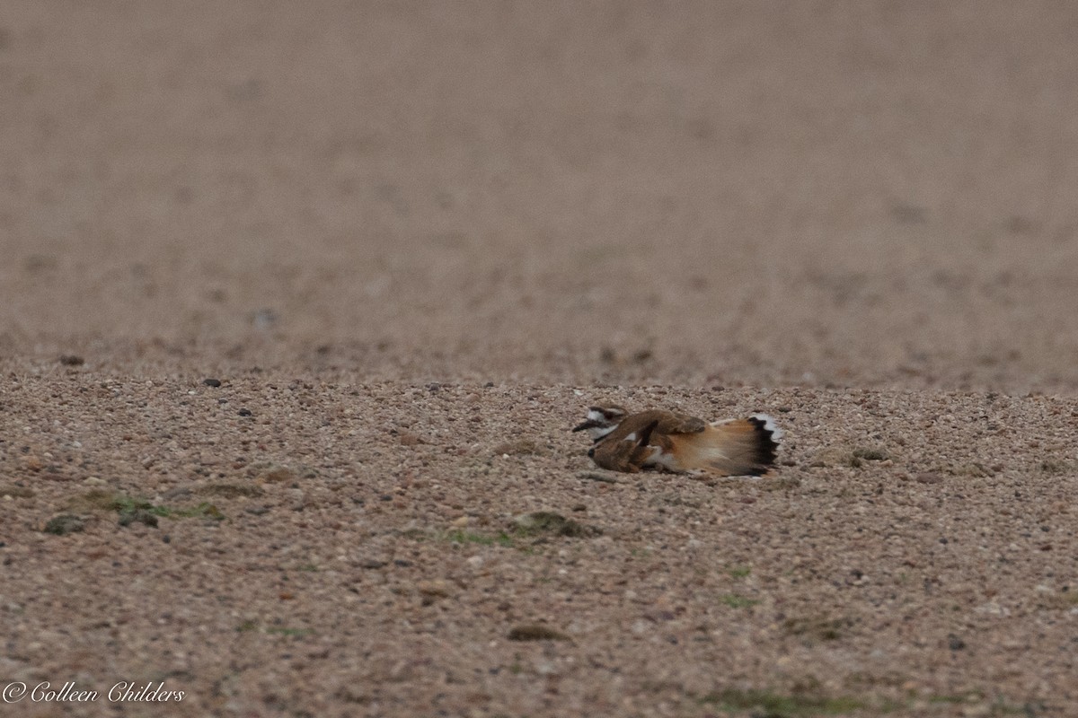 Killdeer - ML167183691