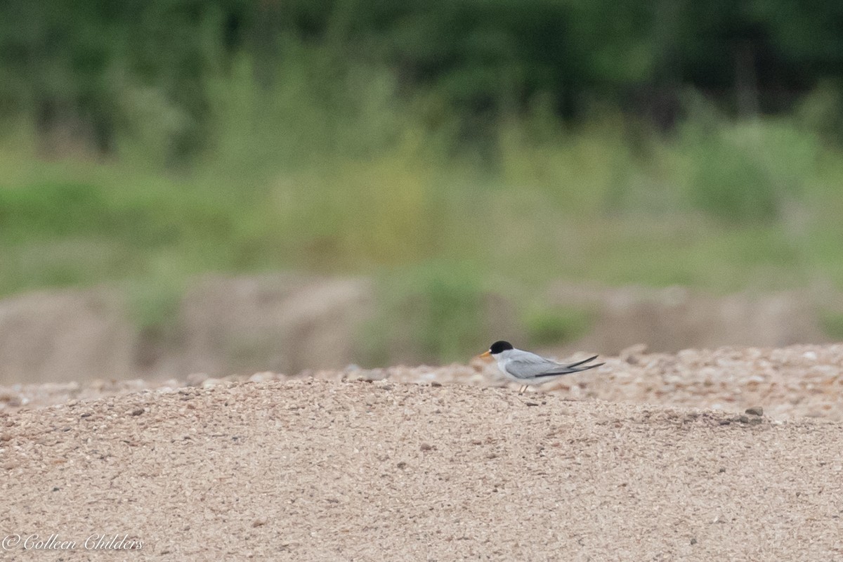 Least Tern - ML167183891