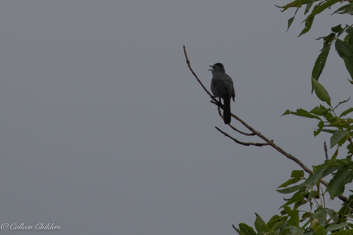 Gray Catbird - ML167184021