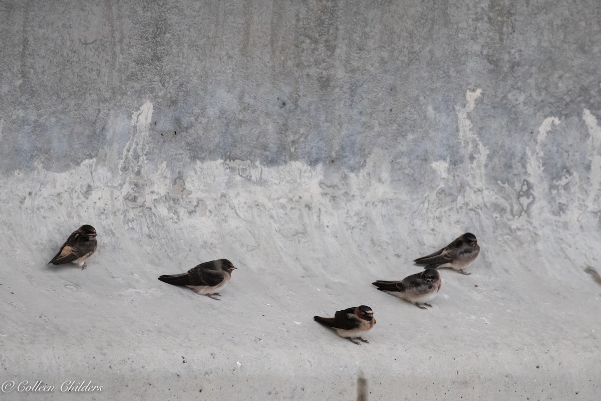 Cliff Swallow - ML167184081