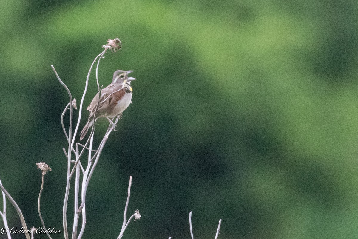 Dickcissel - ML167184141