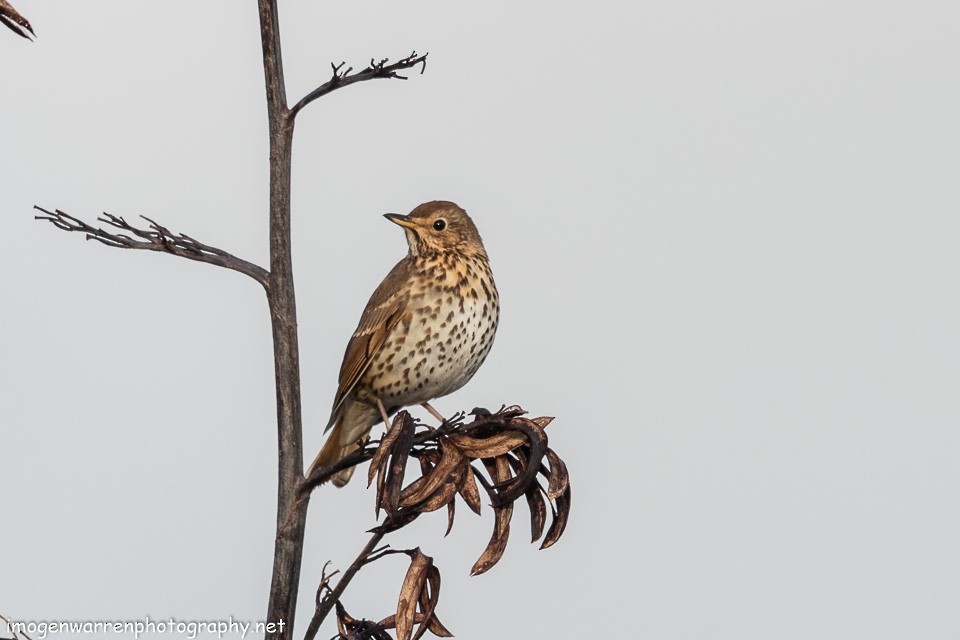 Song Thrush - ML167184701