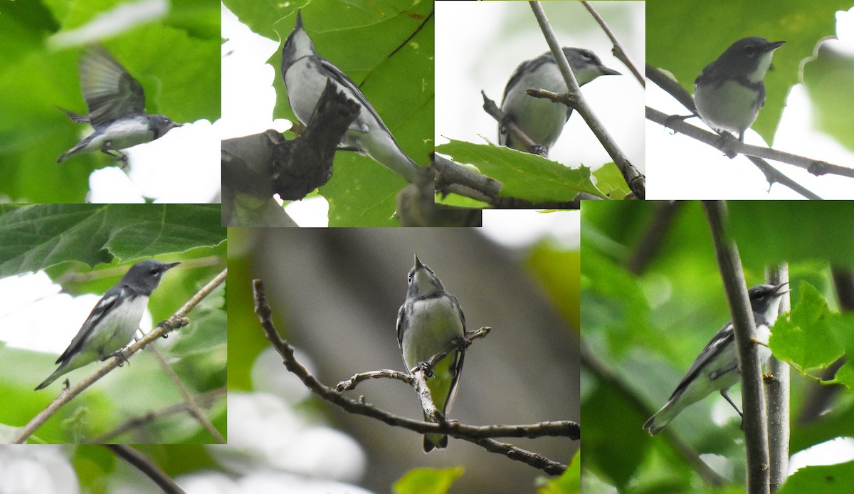 Cerulean Warbler x Northern Parula (hybrid) - ML167187521