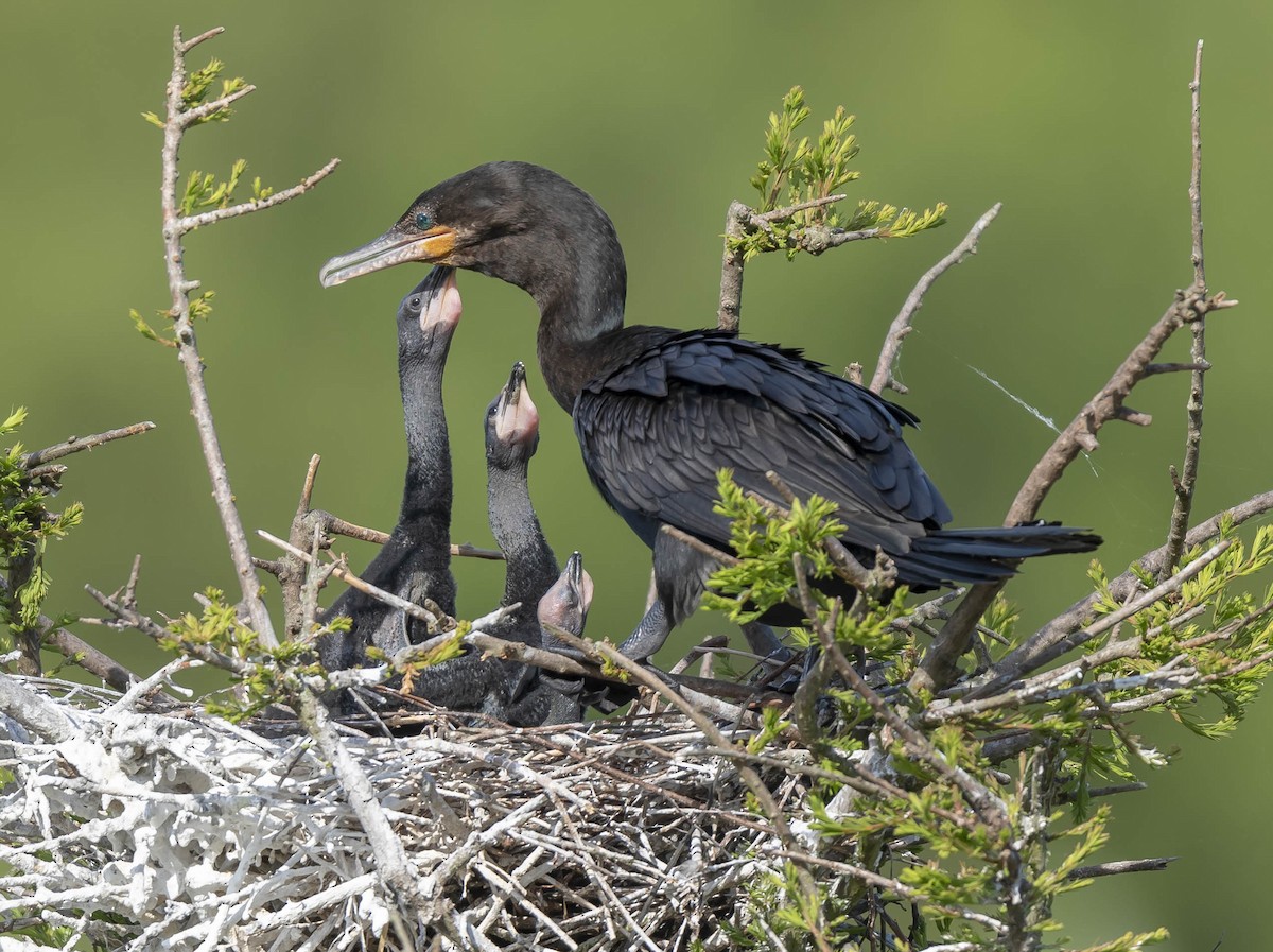 Neotropic Cormorant - ML167189691