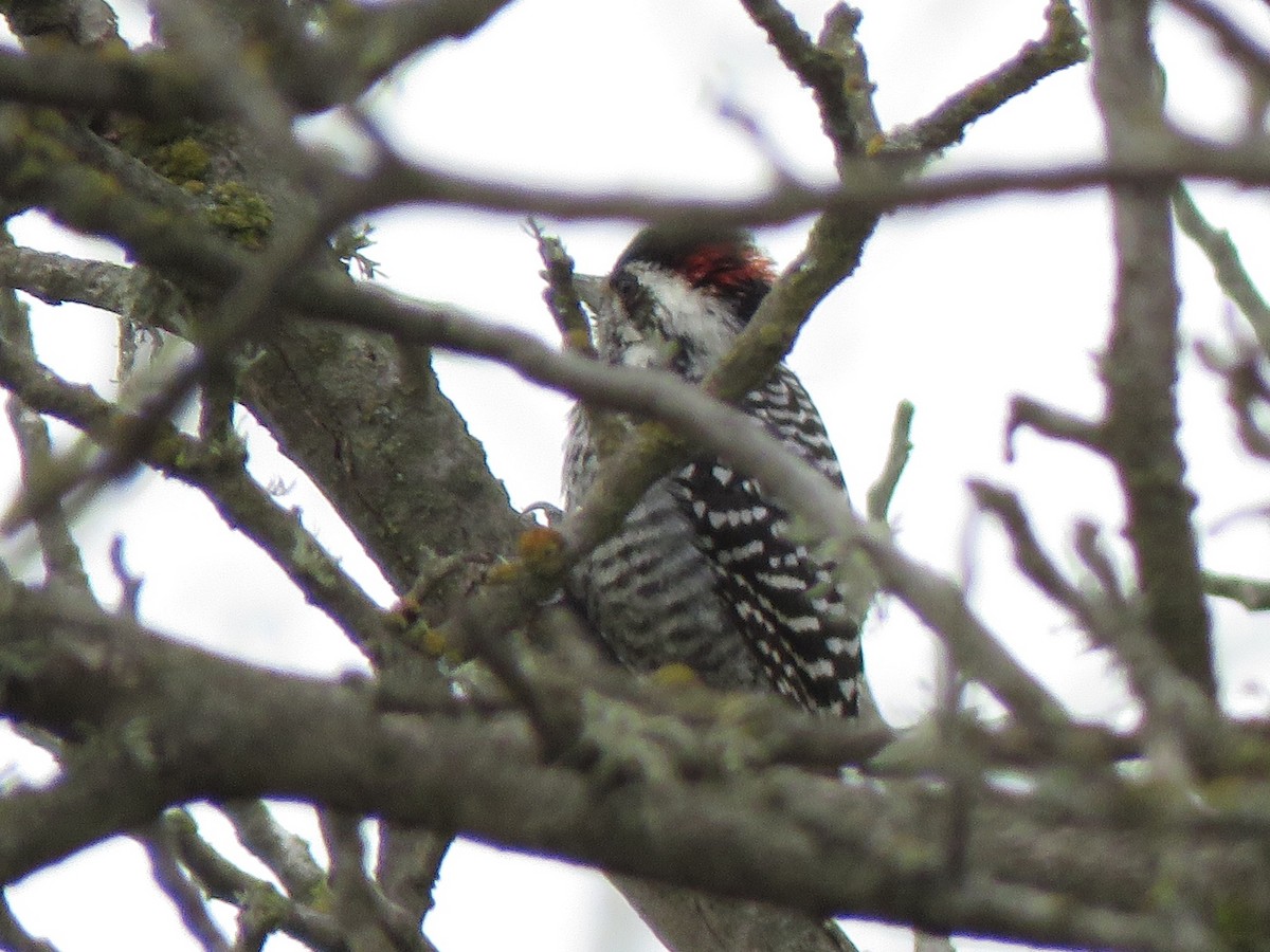 Striped Woodpecker - ML167190231