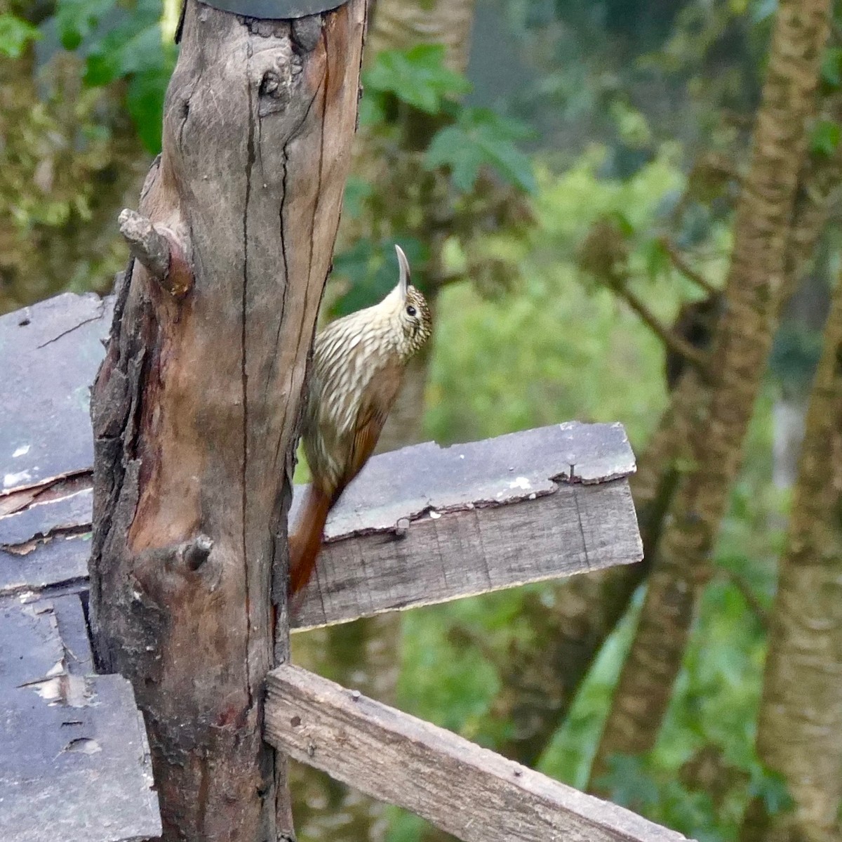 Spot-crowned Woodcreeper - ML167193011