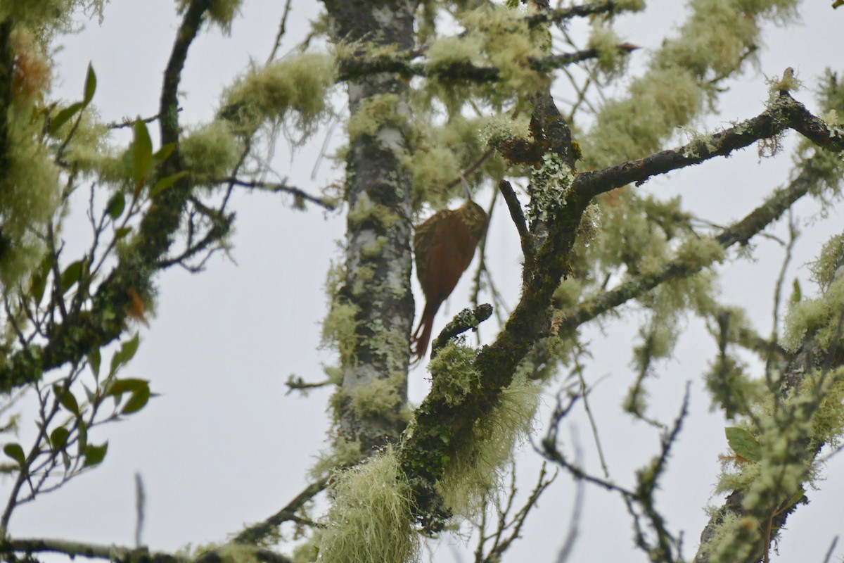 Spot-crowned Woodcreeper - ML167193051