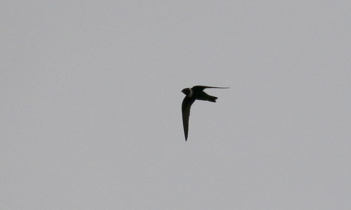 White-collared Swift - ML167193351