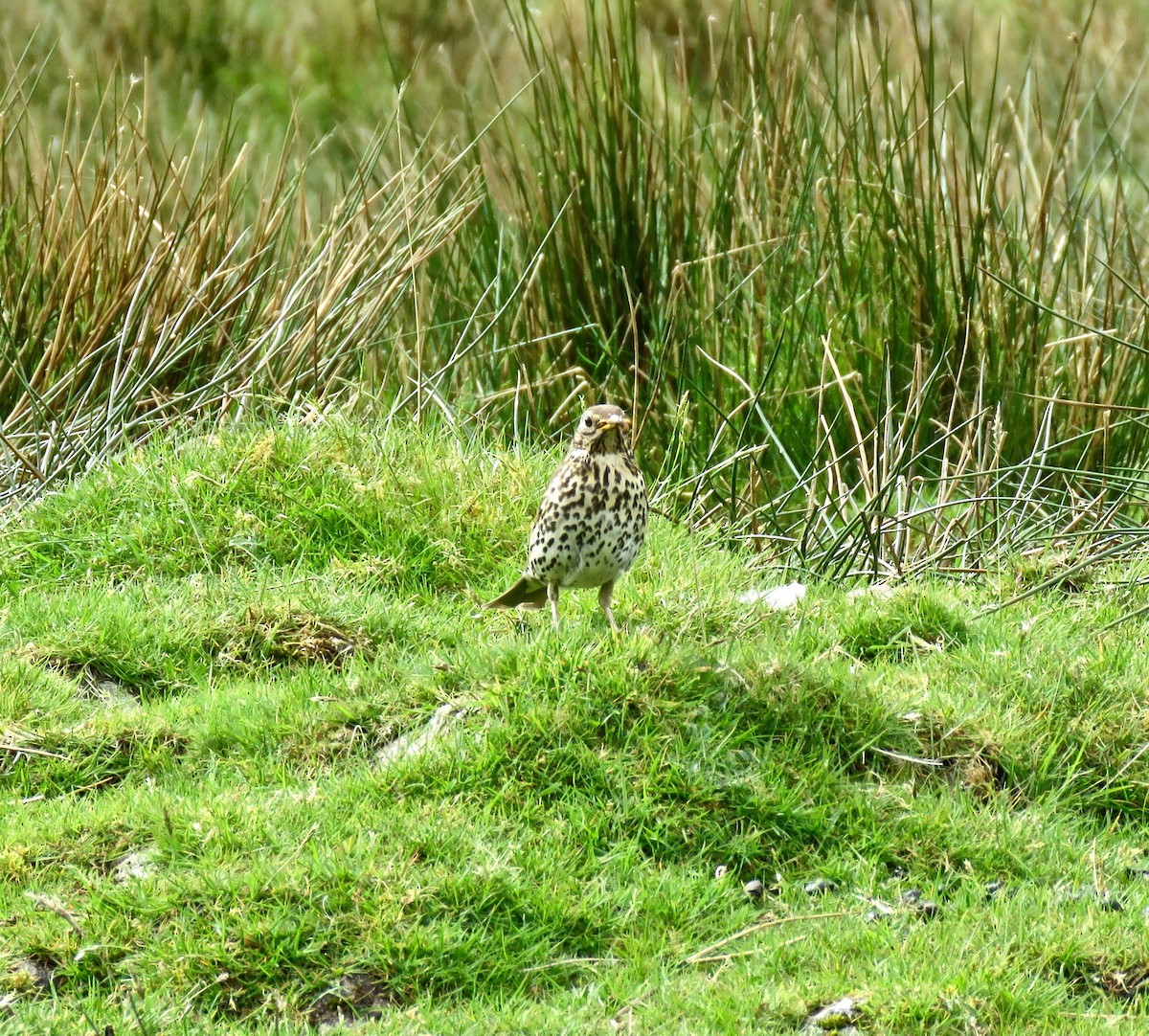 Song Thrush - ML167194221