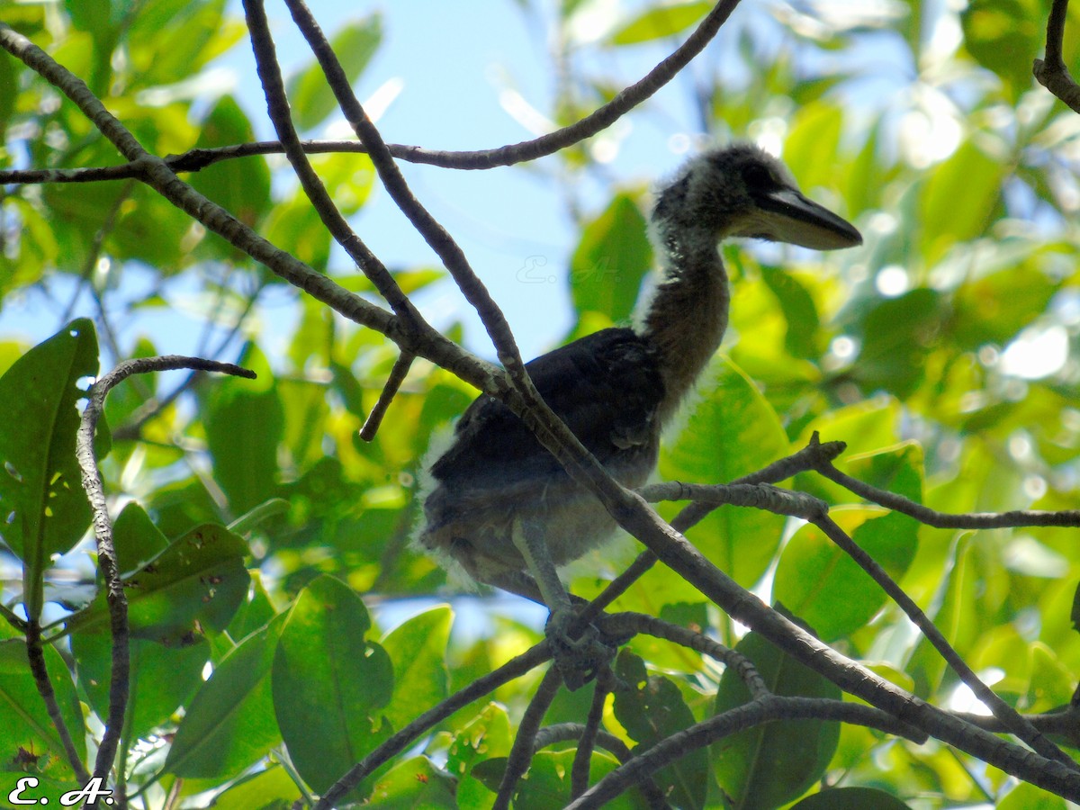 Boat-billed Heron - ML167194631