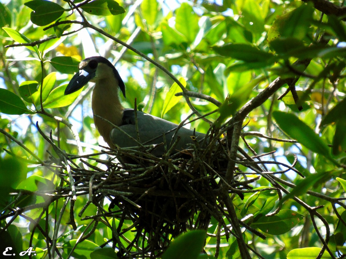 Boat-billed Heron - ML167194641