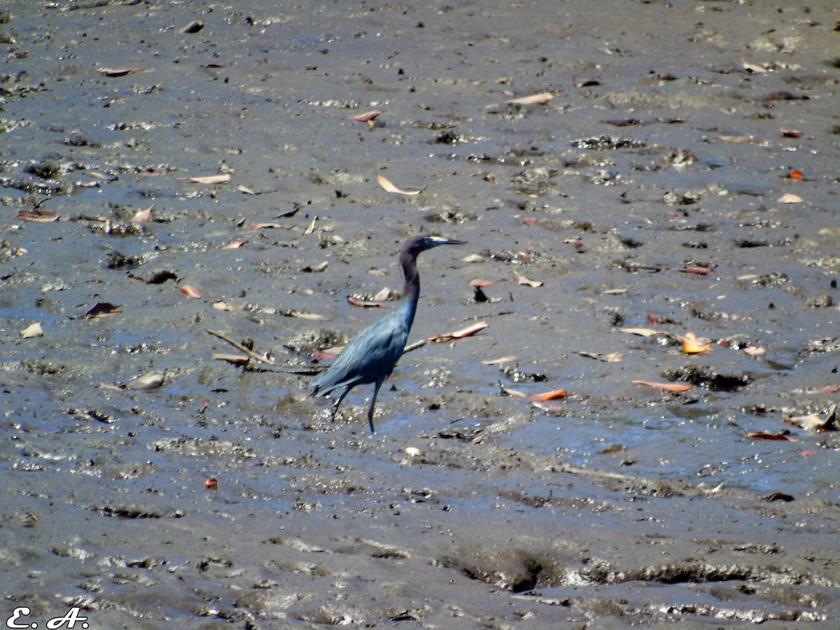 Little Blue Heron - ML167195241