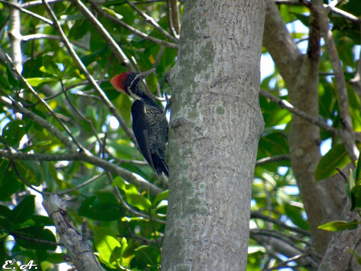 Lineated Woodpecker - ML167195341