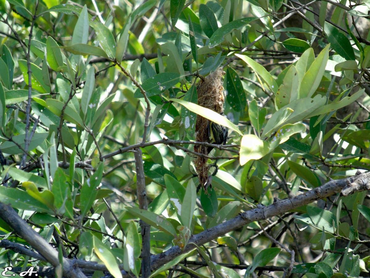 Common Tody-Flycatcher - ML167195431