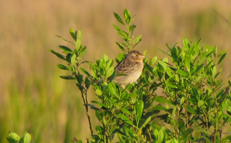 Grasshopper Sparrow - ML167195491