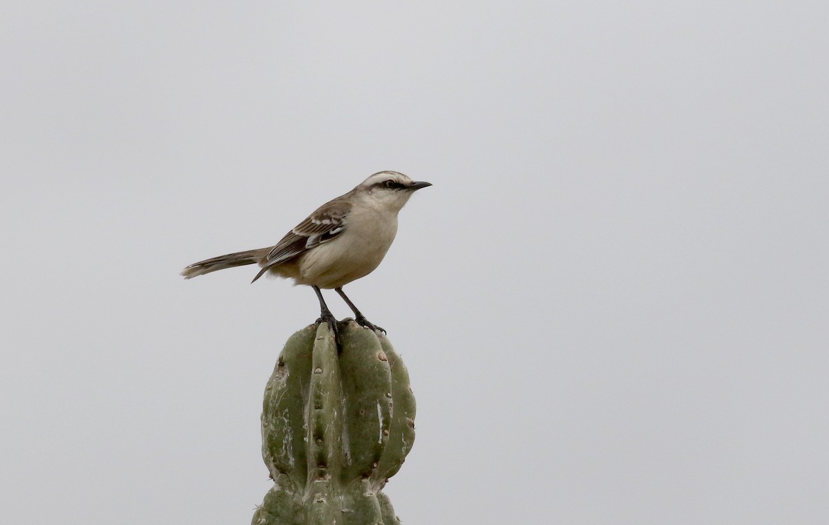 Chalk-browed Mockingbird - Jay McGowan
