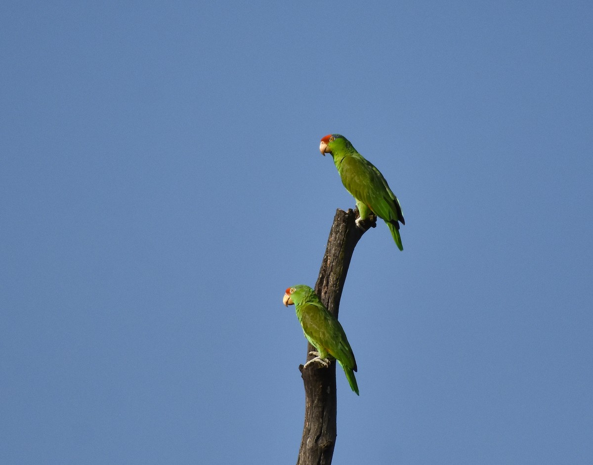Red-crowned Amazon - Mauricio López