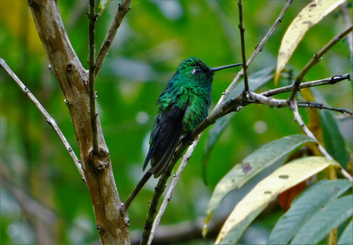 Blue-tailed Emerald - Nicolás Bejarano