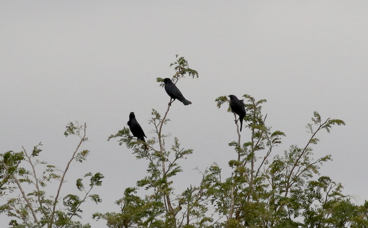 Screaming Cowbird - Jay McGowan