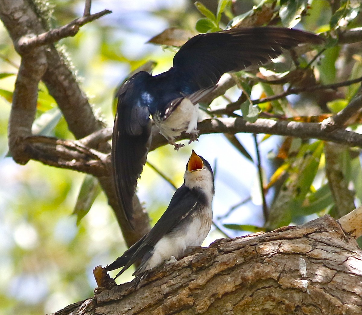 Tree Swallow - Don Roberson