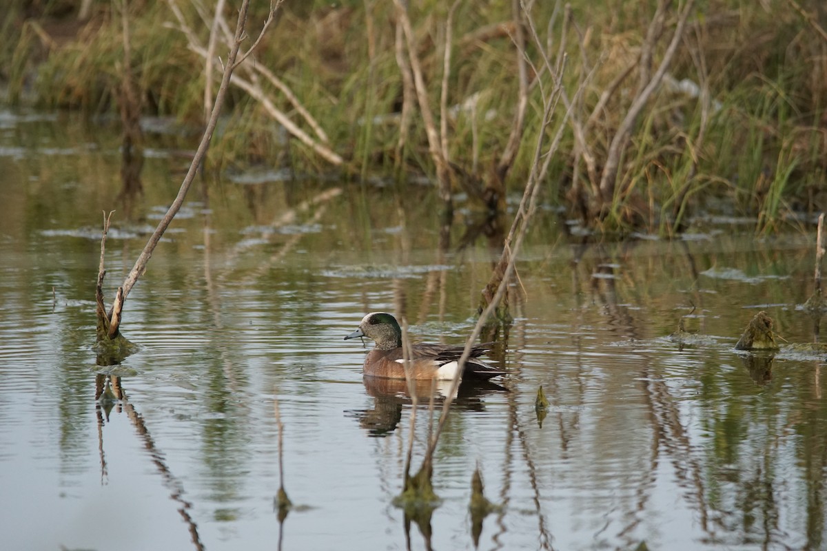 American Wigeon - ML167203221