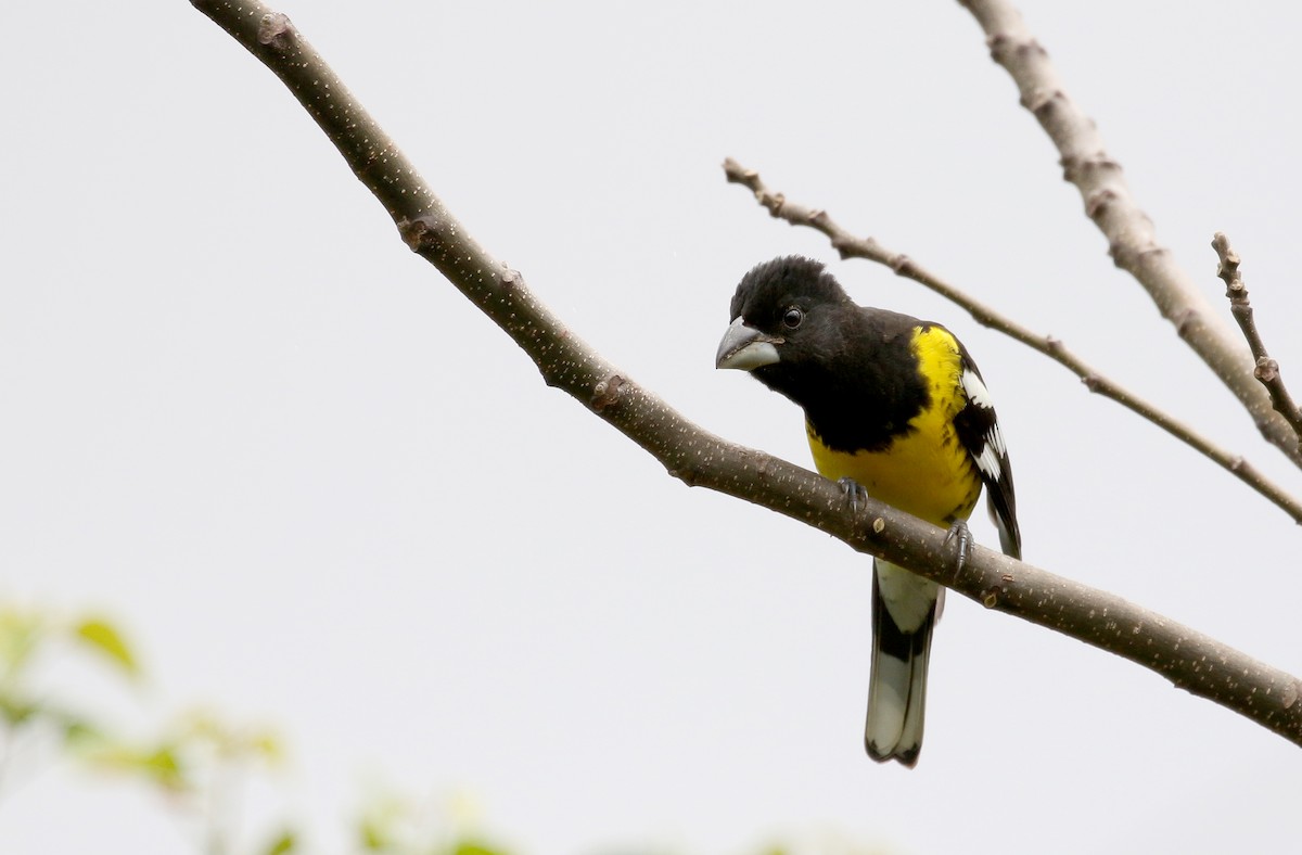 Black-backed Grosbeak (Black-rumped) - Jay McGowan