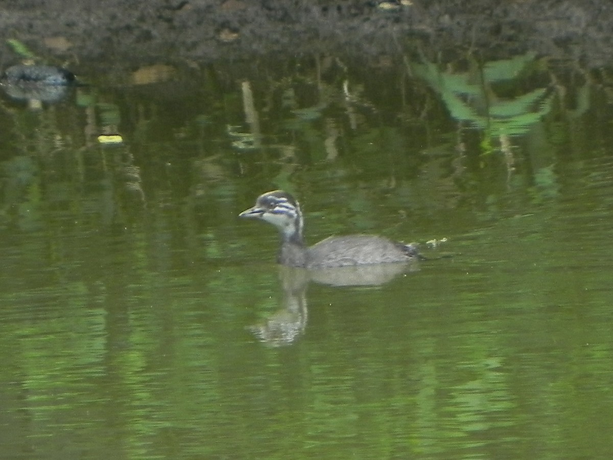 Least Grebe - ML167203701