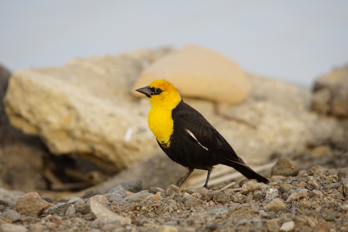 Yellow-headed Blackbird - ML167205261