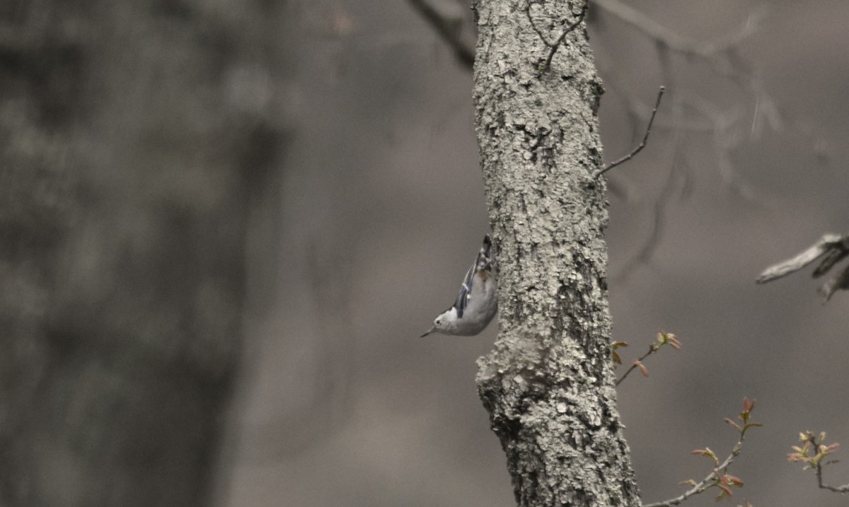 White-breasted Nuthatch - ML167206671