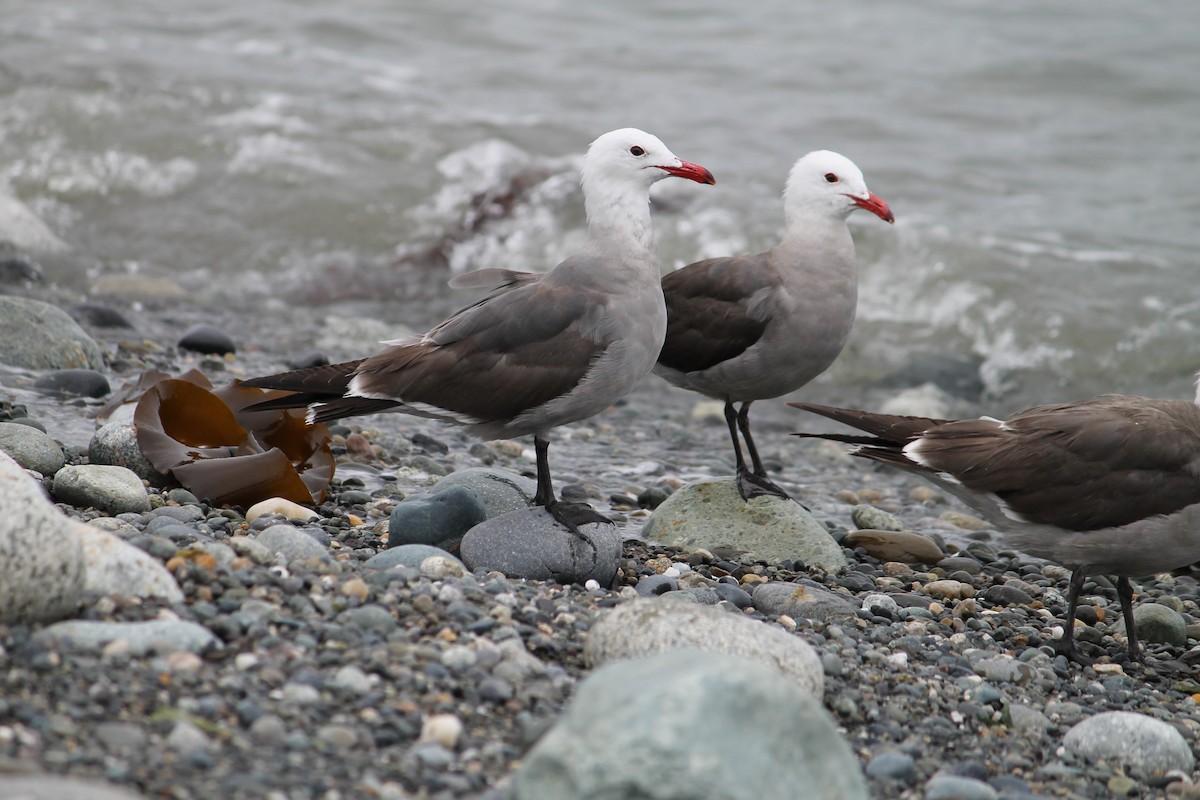 Heermann's Gull - ML167206861