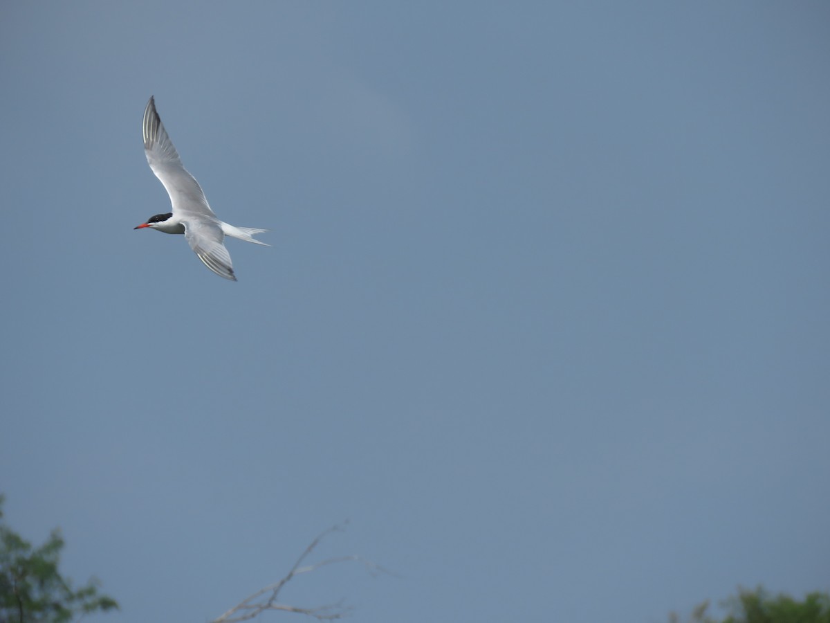 Common Tern - John Keane