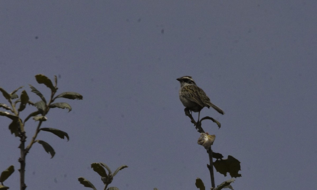 Striped Sparrow - ML167207551