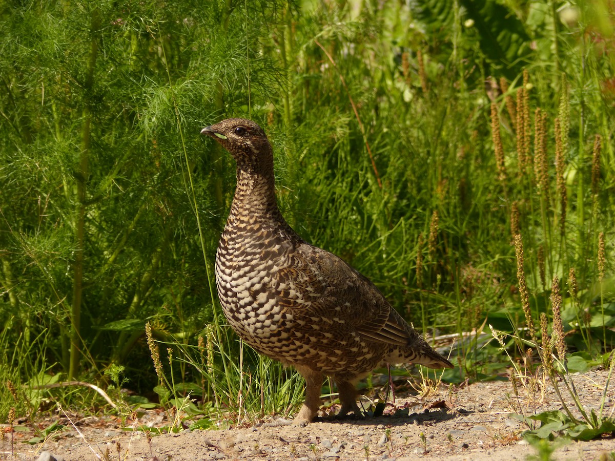 Spruce Grouse - ML167207591