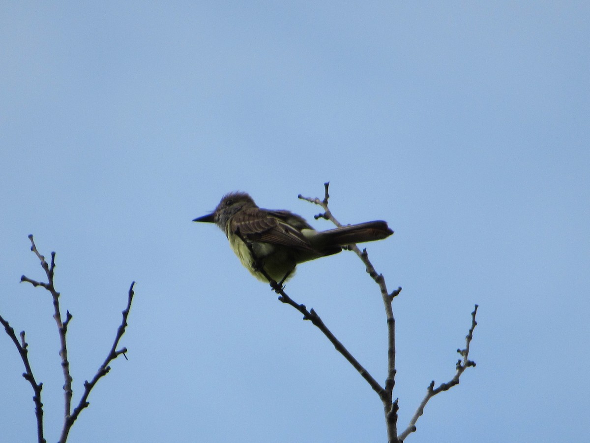 lundtyrann - ML167207951