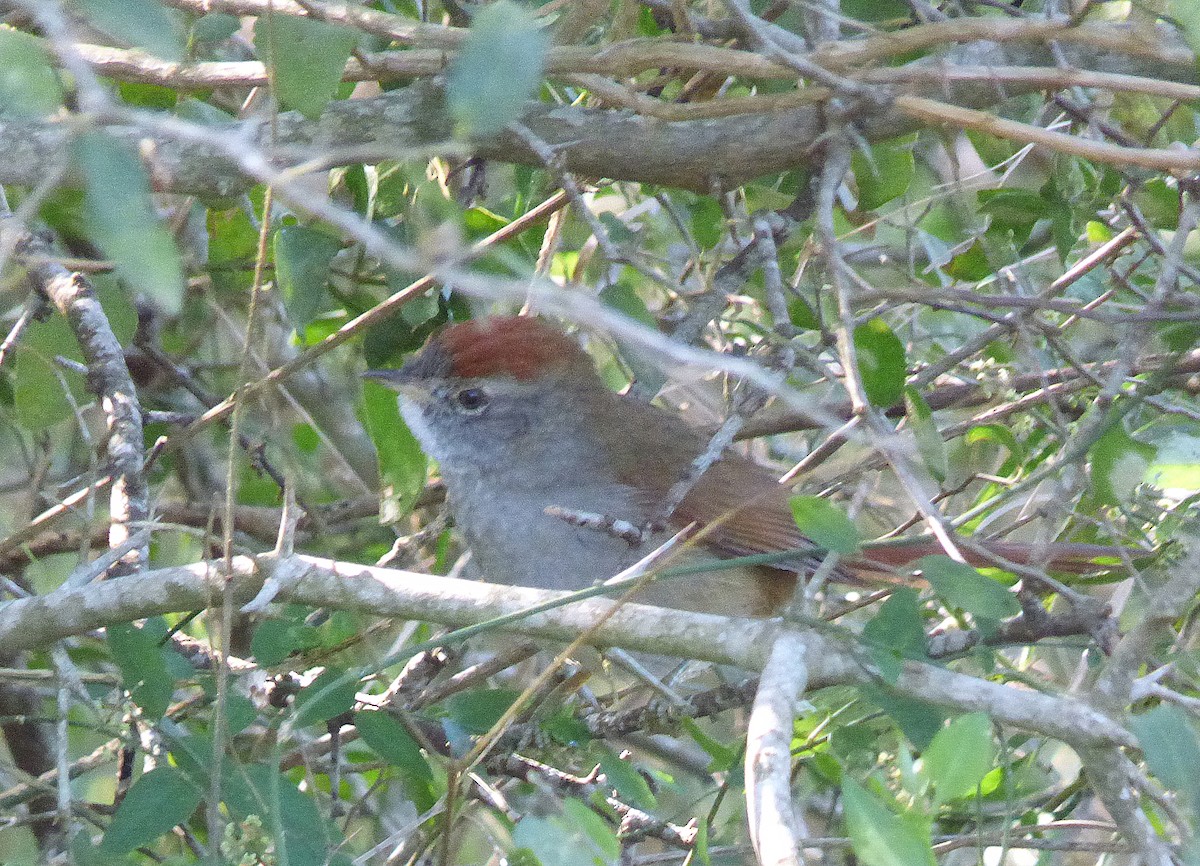 Sooty-fronted Spinetail - ML167208461