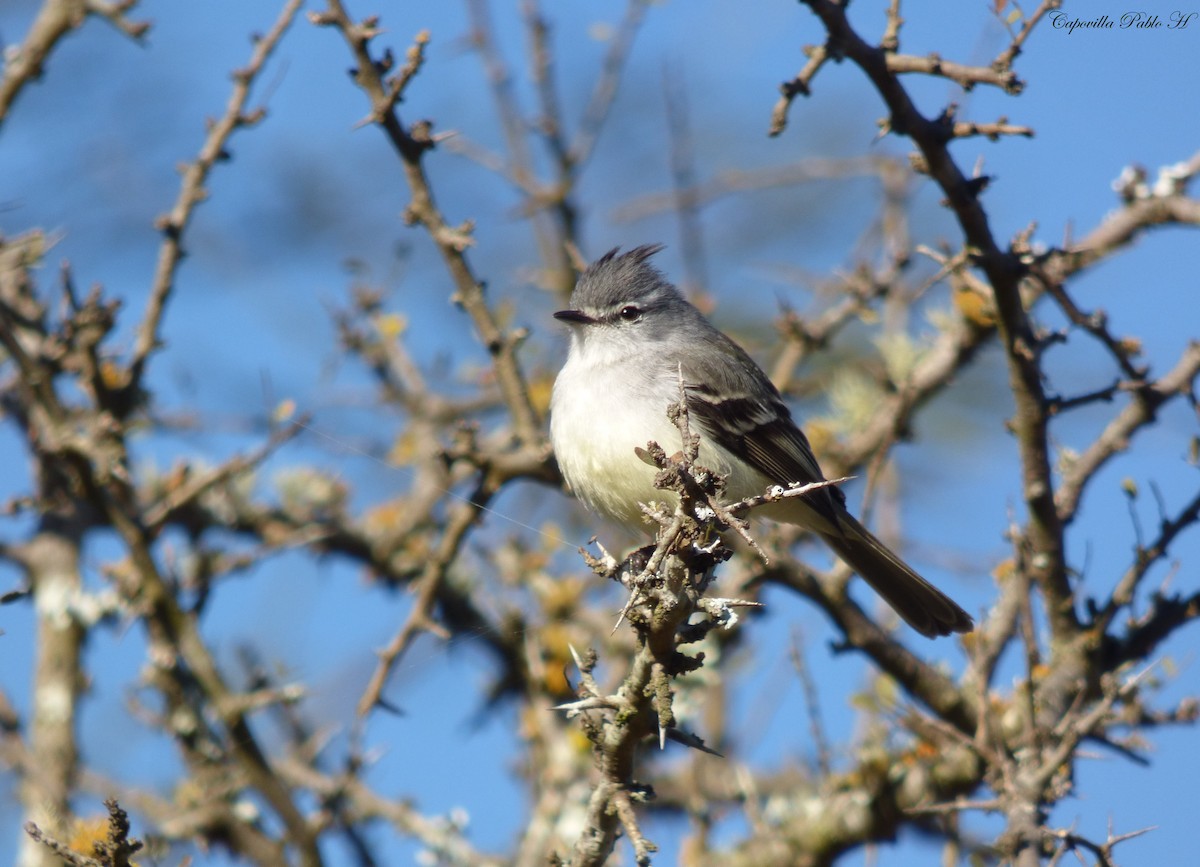 White-crested Tyrannulet (White-bellied) - ML167208611