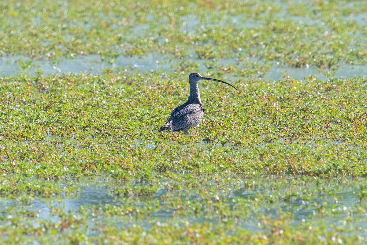 Long-billed Curlew - ML167208791