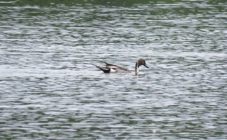 Northern Pintail - ML167211951