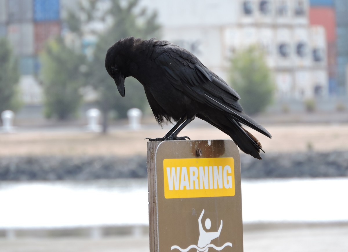 American Crow - ML167212711