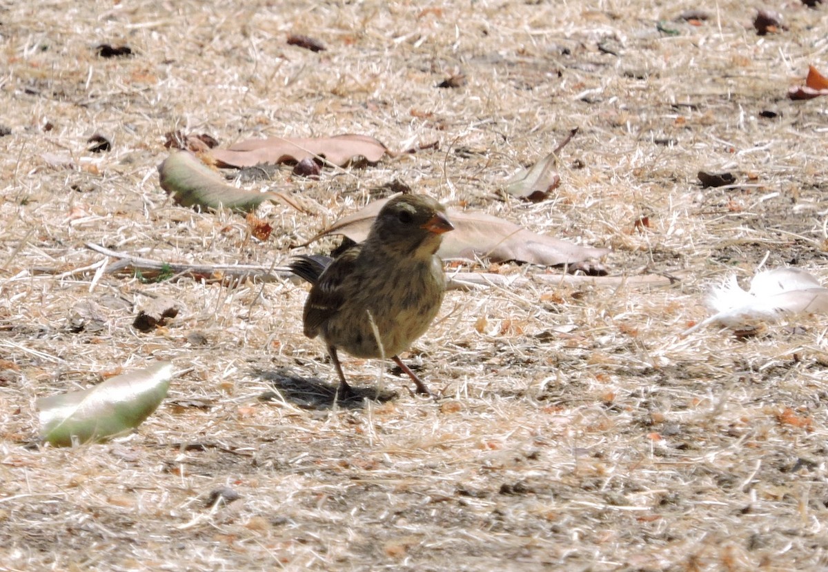 White-crowned Sparrow - ML167212841
