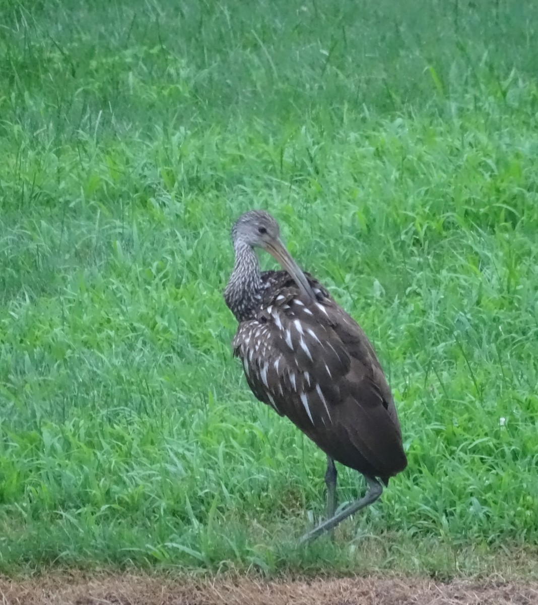 Limpkin - ML167214601