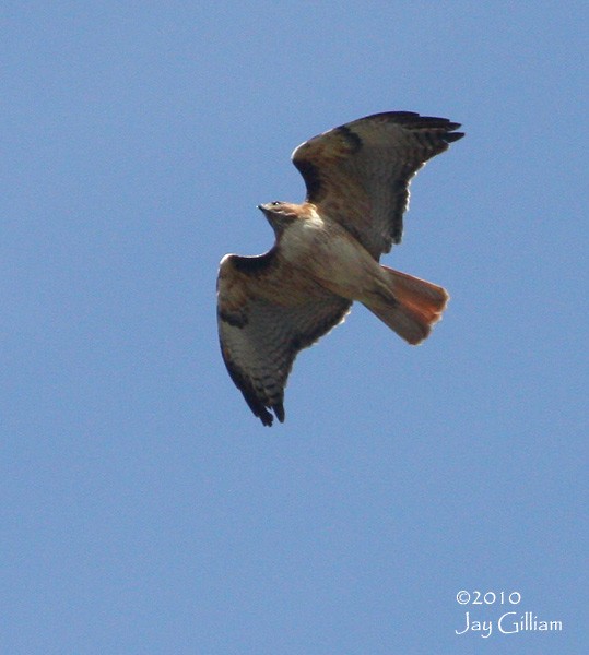 Red-tailed Hawk - Jay Gilliam