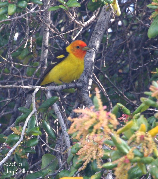 Western Tanager - ML167214841